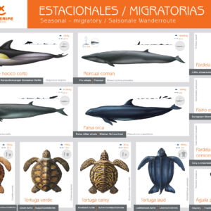 Especies estacionales / migratorias